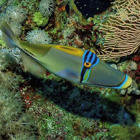 Enosis Apartments - Poseidon Full Sea View Διαμέρισμα *